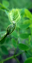 Leucaena retusa