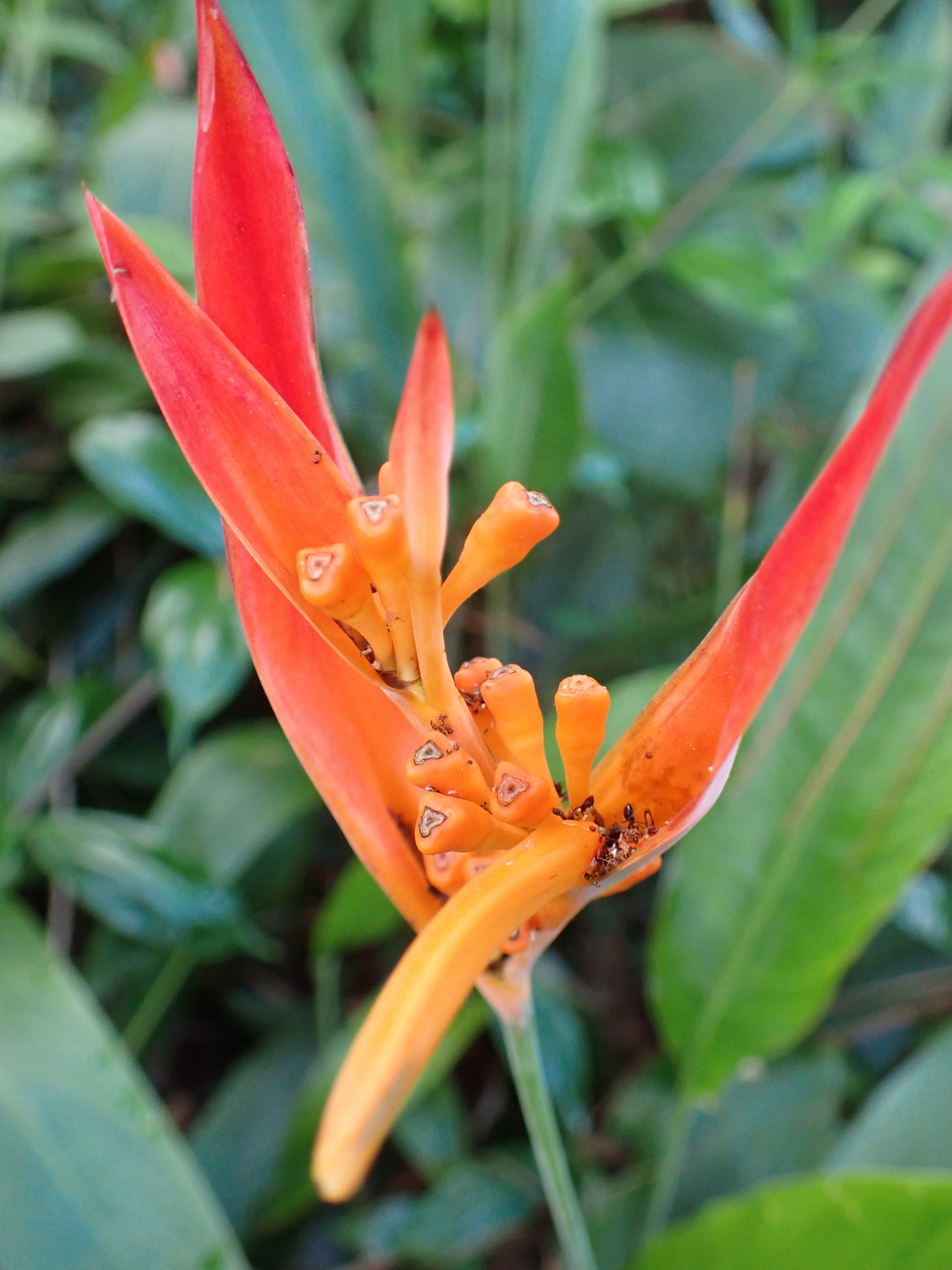 Imagem de Bananeira-de-jardim