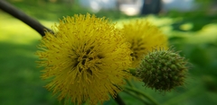 Leucaena retusa