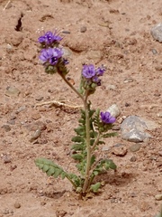Phacelia popei