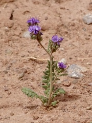 Phacelia popei