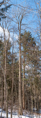 Magnolia acuminata