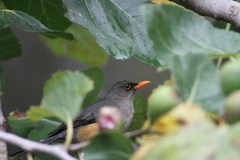 Turdus abyssinicus