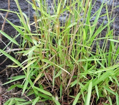 Pogonatherum crinitum