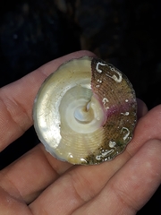 Astralium tentoriiforme