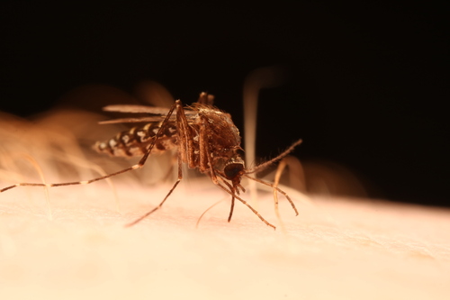 Black Saltmarsh Mosquito photo 4