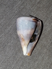 Conus papilliferus