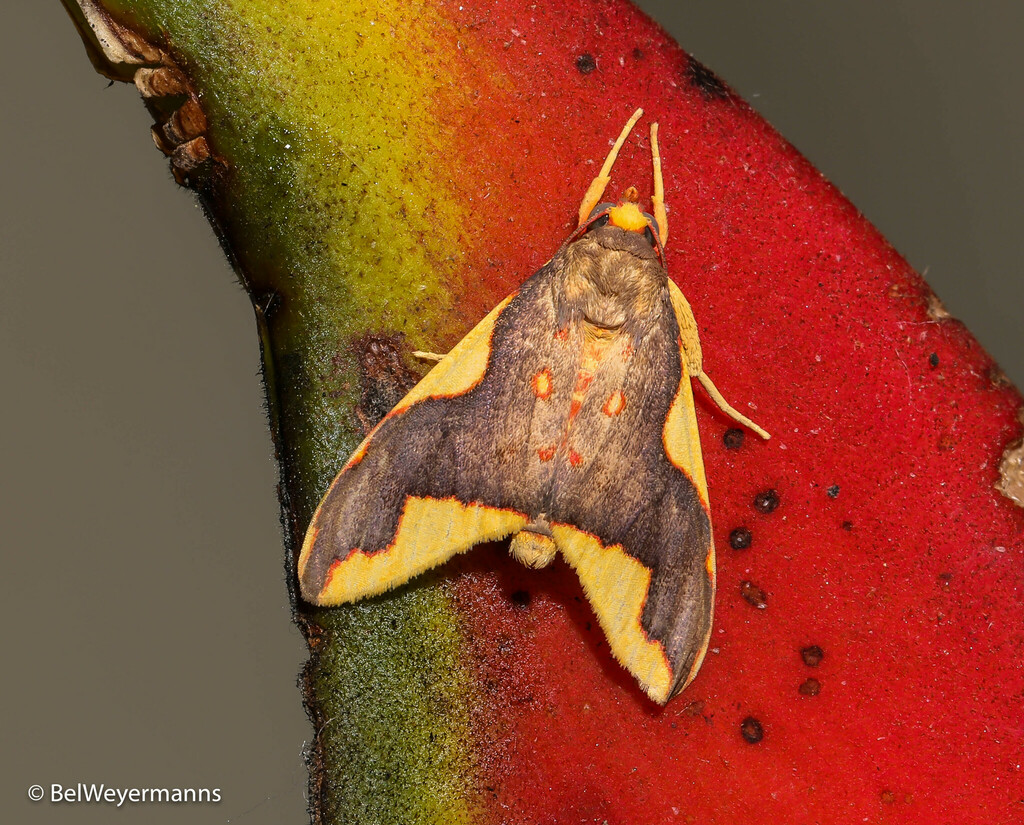 Trichromia ishima