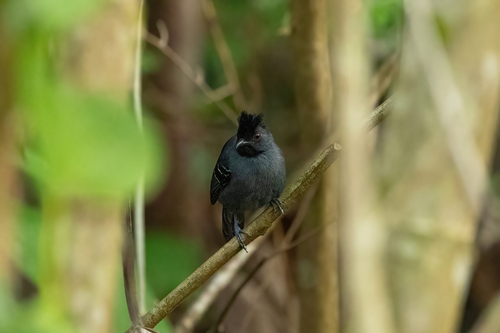 Black-headed Antbird
