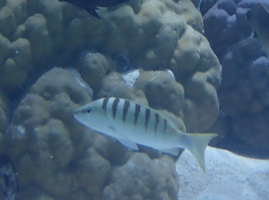 Black-banded Seaperch