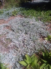 Arctotis stoechadifolia