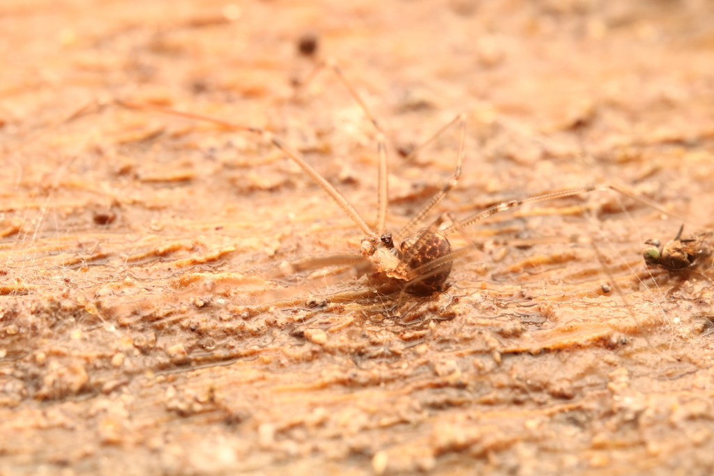 Modisimus texanus from Sanibel, FL, USA on January 7, 2024 at 05:27 PM ...