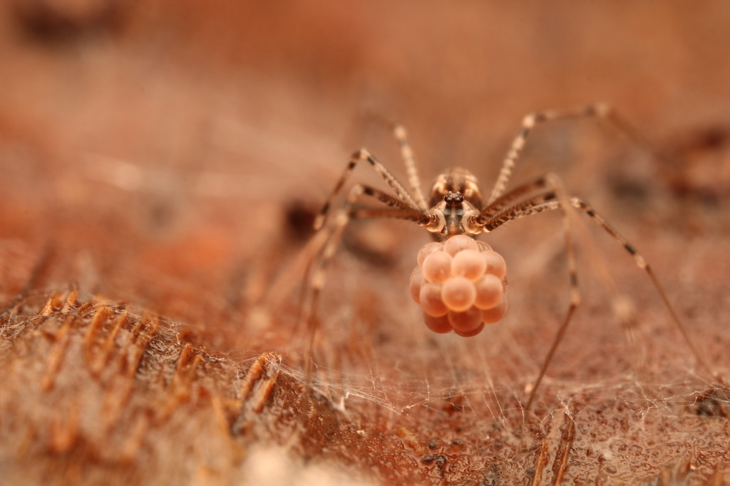 Modisimus texanus
