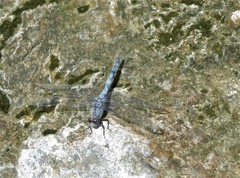 Orthetrum ransonnetii