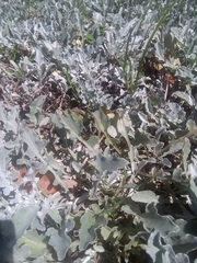 Arctotis stoechadifolia