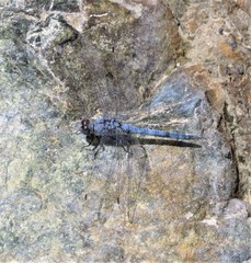 Orthetrum ransonnetii
