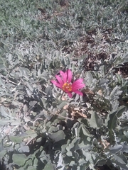 Arctotis stoechadifolia