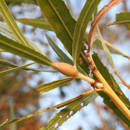 Rabdophaga tumidosae