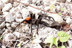 Tliltocatl epicureanus