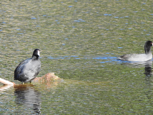 American Coot photographed in South Carolina