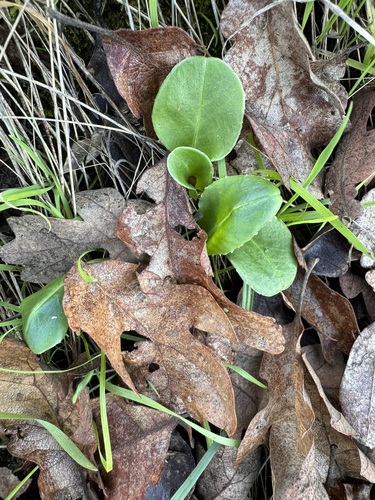 Mosquito Bills foliage