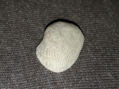 Barbatia pistachia