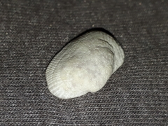 Barbatia pistachia