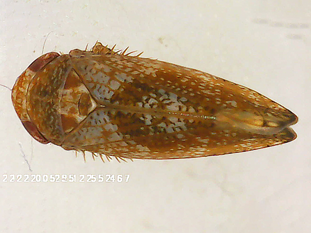 Hishimonoides chinensis