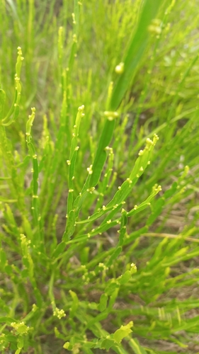 Carqueja