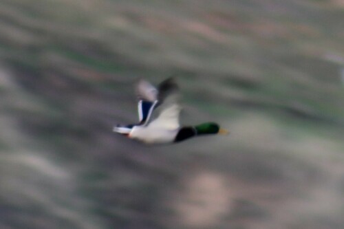Mallard photographed in Idaho