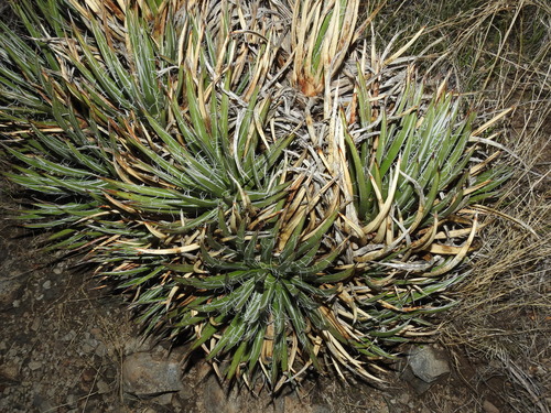 Agave toumeyana