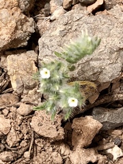 Cryptantha minima