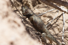 Sceloporus uniformis
