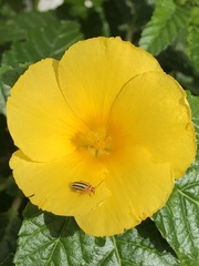 Disonycha spilotrachela