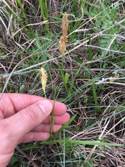 Carex microdonta