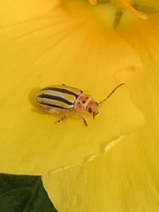 Disonycha spilotrachela