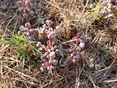 Euphorbia radians