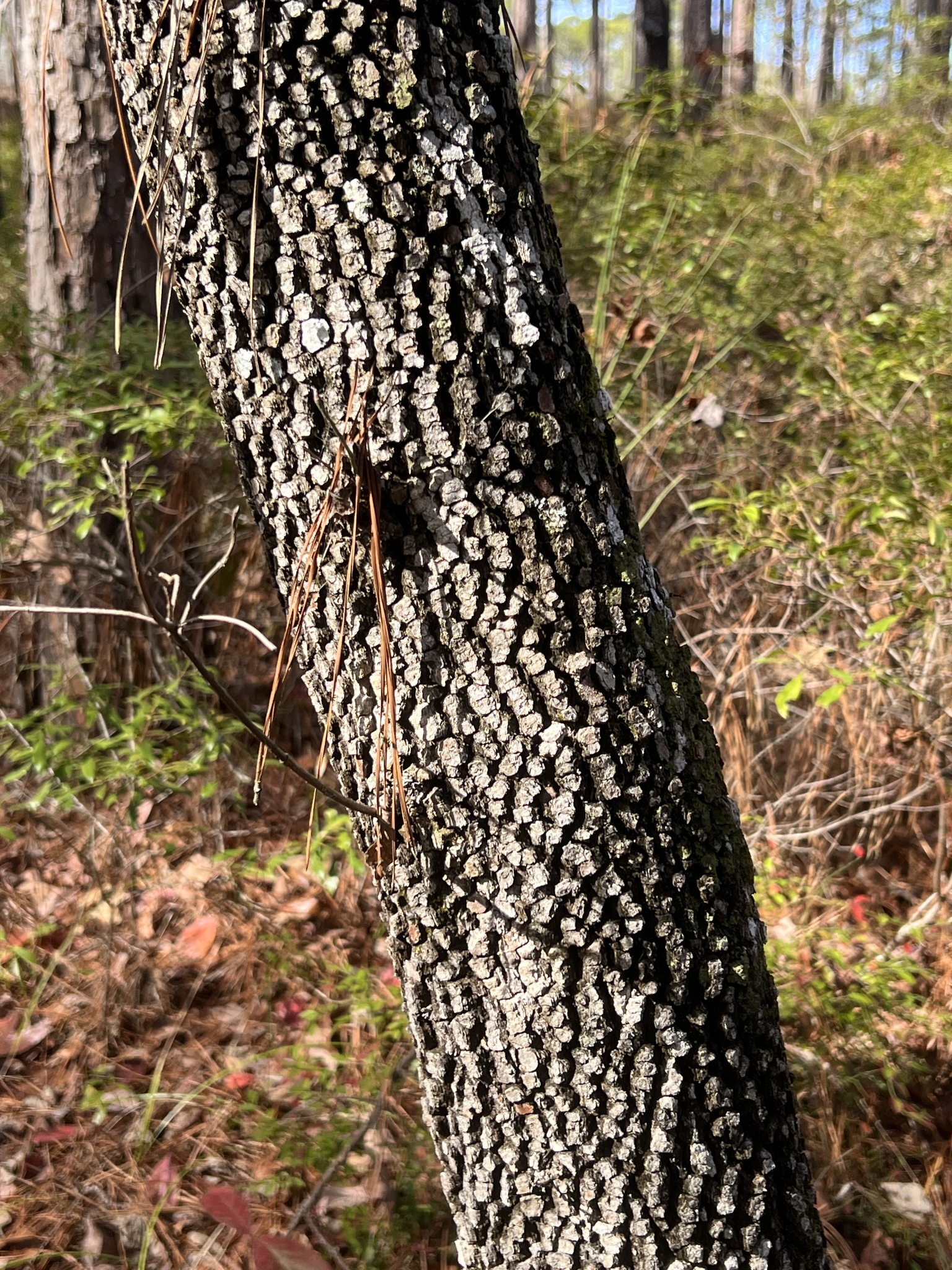 Imagem de Cerejeira-florida