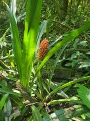 Aechmea magdalenae image