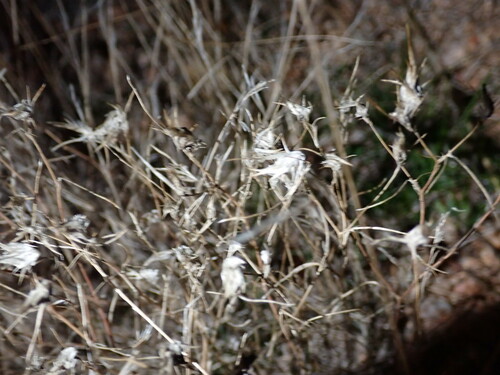 Image of Eriastrum eremicum by no rights reserved