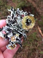 Hypogymnia enteromorpha