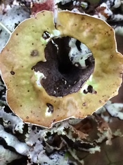 Hypogymnia enteromorpha