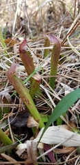Sarracenia rubra