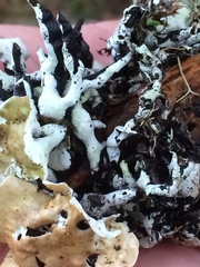 Hypogymnia enteromorpha