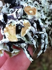 Hypogymnia enteromorpha