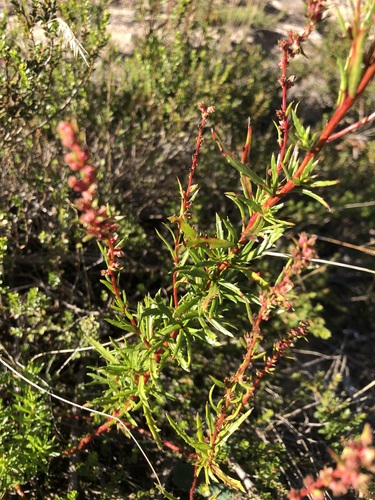 Haloragis acutangula observed 2024-01-12