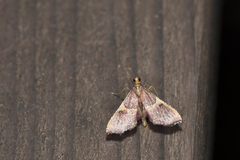 Endotricha metacuralis