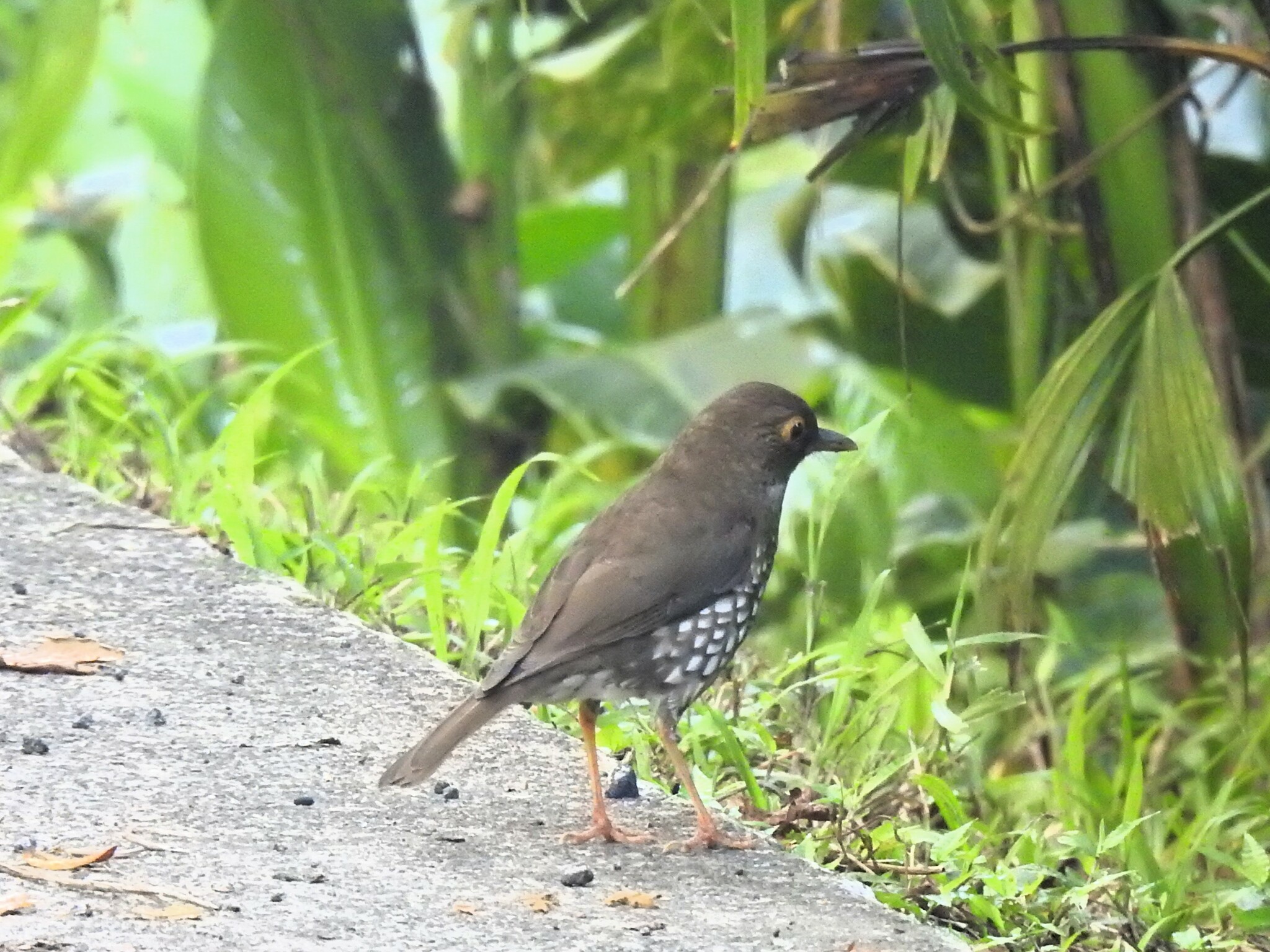 Forest Thrush (Turdus lherminieri), photo 9