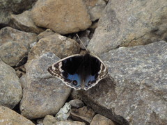 Junonia orithya here