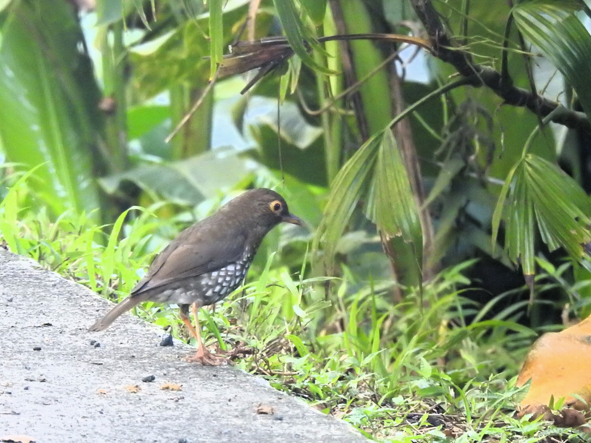 Forest Thrush (Turdus lherminieri), photo 4